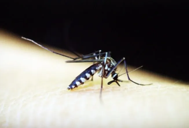 MS registrou mais de 16 mil casos de dengue em 2024; especialista orienta sobre sintomas e prevenção no combate contra a doença