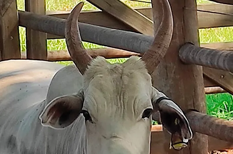 Pesquisadores da UFMS e Embrapa desenvolvem sistema de monitoramento remoto da temperatura de bovinos