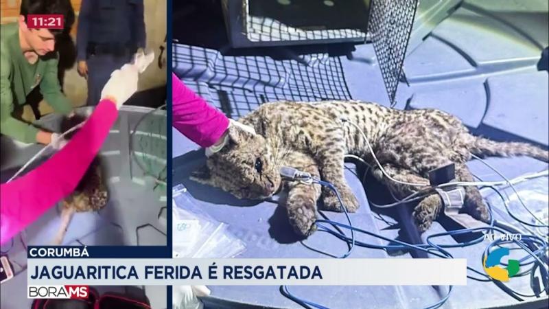 JAGUARITICA FERIDA É RESGATADA EM CORUMBÁ